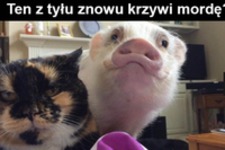 Ten z tyłu