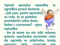 Sąsiad poradził co trzeba robić, aby pomidory dojrzały! ZOBACZ czy jej się udalo!