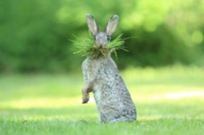 Najlepsze zdjęcia z „The Comedy Wildlife Photography" 2017, czyli zbiór zabawnych zdjęć zwierzaków