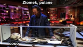 Ziomek, polane