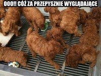 przepysznie wyglądające