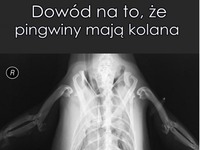 Zagadka rozwiązana