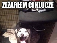 Zeżarłem ci klucze