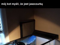 Kot jaszczurka