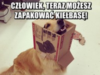 Dawaj jedzenie