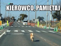 Kierowco, pamiętaj!