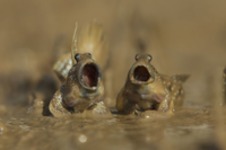 Najlepsze zdjęcia z „The Comedy Wildlife Photography" 2017, czyli zbiór zabawnych zdjęć zwierzaków