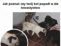 złe towarzystwo