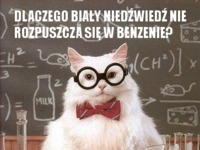 Kot-chemik: Dlaczego biały niedźwiedź nie rozpuszcza się w ...