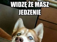 Mój pies za każdym razem, gdy coś jem XD