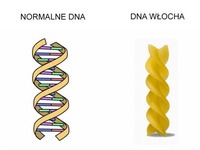 DNA Włocha