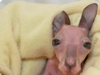 Mały kangur