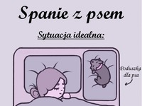 Spanie z psem