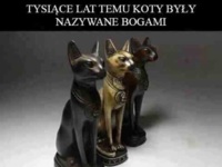Koteczki...