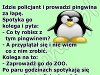 Facet nie wiedział co zrobić z pingwinem. Więc drugi doradził mu... HAHA BEKA!