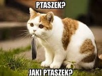 Nie widziałem żadnego ptaszka