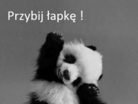 Mała panda <3