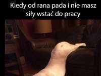 W każdy poniedziałek