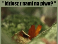 Idziesz z nami na piwo? :D