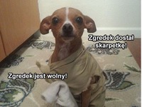 Zgredek