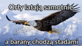 Orły latają