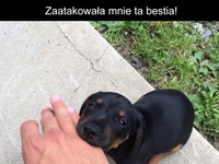 Zaatakowała mnie ta bestia