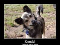 Kundel :)