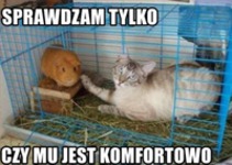 Tylko sprawdzam