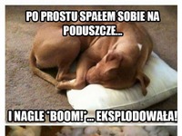 Po prostu spałem sobie na poduszczce