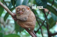 Ale faza!