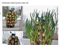 Polski ananas