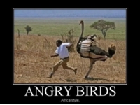 angry birds