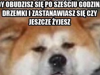 Halo, czy ja żyję?