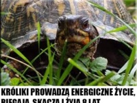 Bądź jak żółw i żyj wiecznie ;D