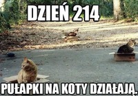 Pułapki na koty