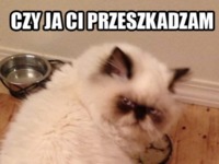 Czy ja ci przeszkadzam :D