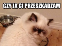 Przeszkadzam ci? :)