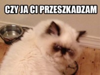 Czy ja ci przeszkadzam? :)