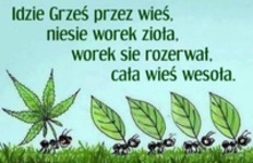 Idzie Grześ przez wieś