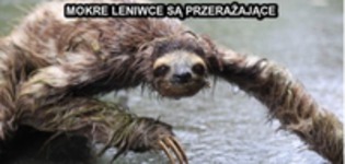 Mokre leniwce są przerażające