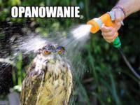 Opanowanie