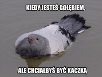 Chce być kaczką