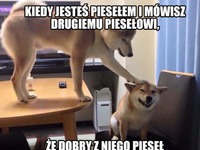 Fajny pieseł