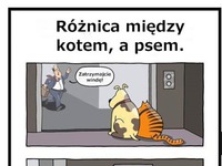 Różnica między psem, a kotem