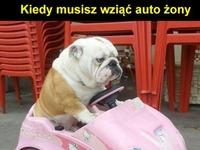 auto żony