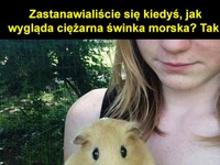 Świnka morska w ciąży