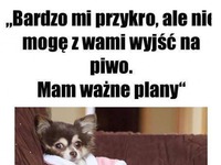 Bardzo zajęty