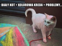 Kolorowy kot