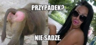 Przypadek