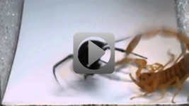 Skorpionów przeciwko pająka
